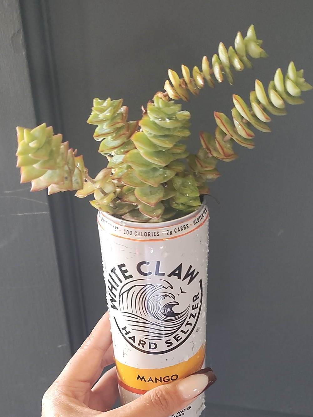 Seltzer Can Planter with Green Succulent